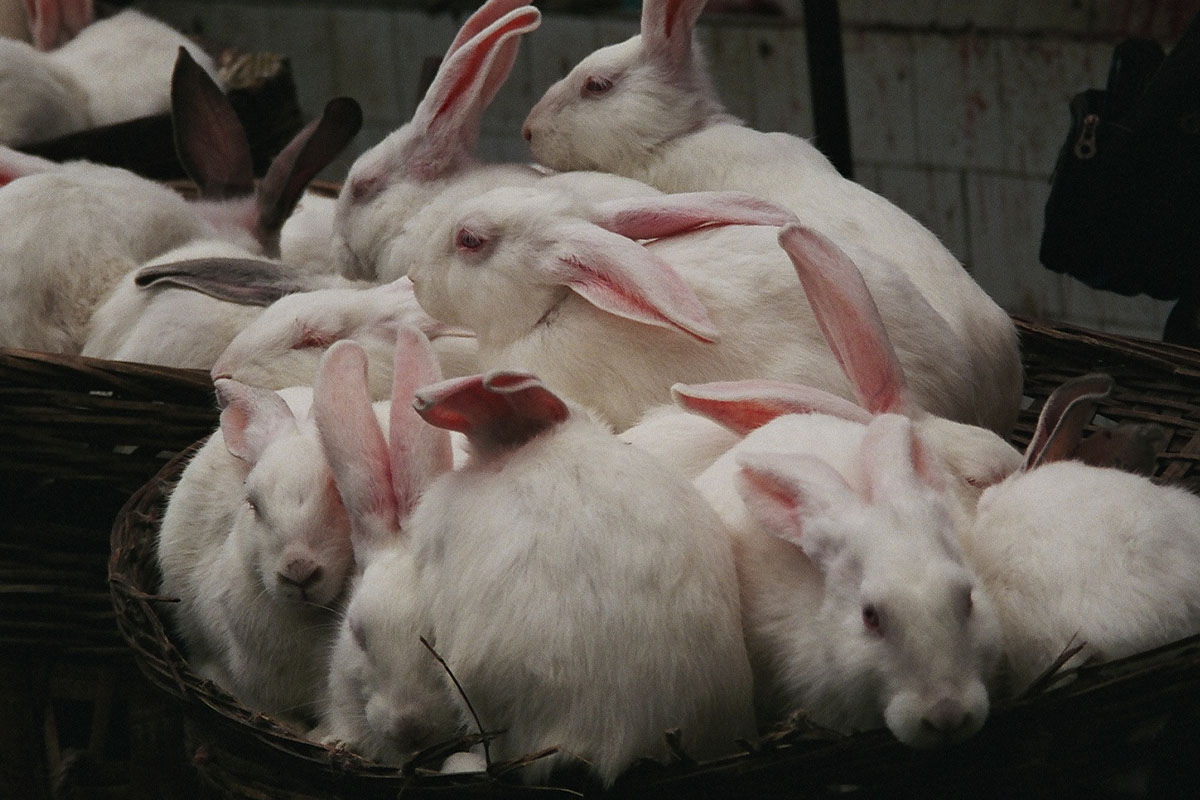 Kaninchenfell: Warum Sie niemals Kaninchenfell kaufen sollten