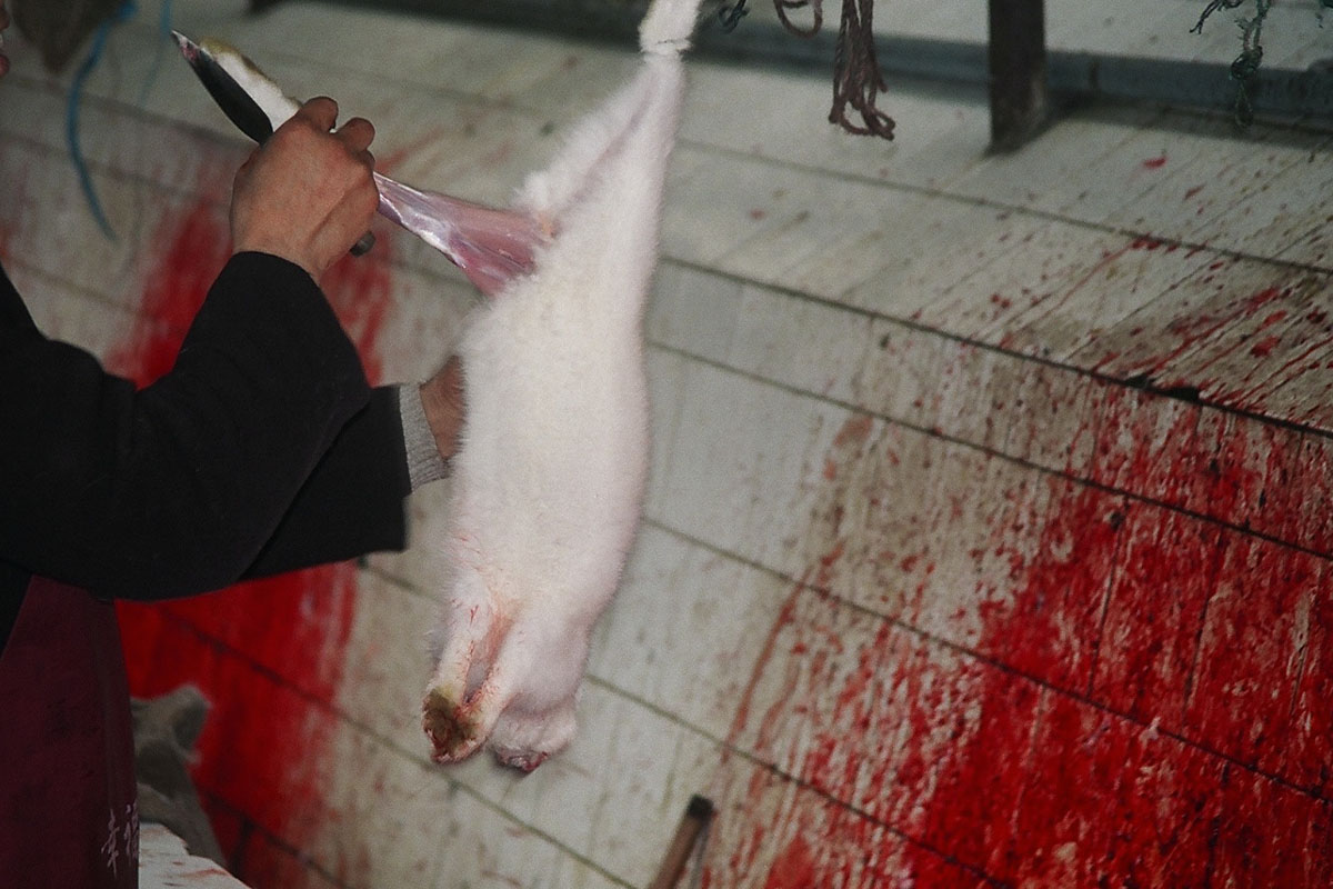 Ein Kaninchen haengt an seinen Hinterbeinen kopfueber und wird mit einem Messer aufgeschnitten.