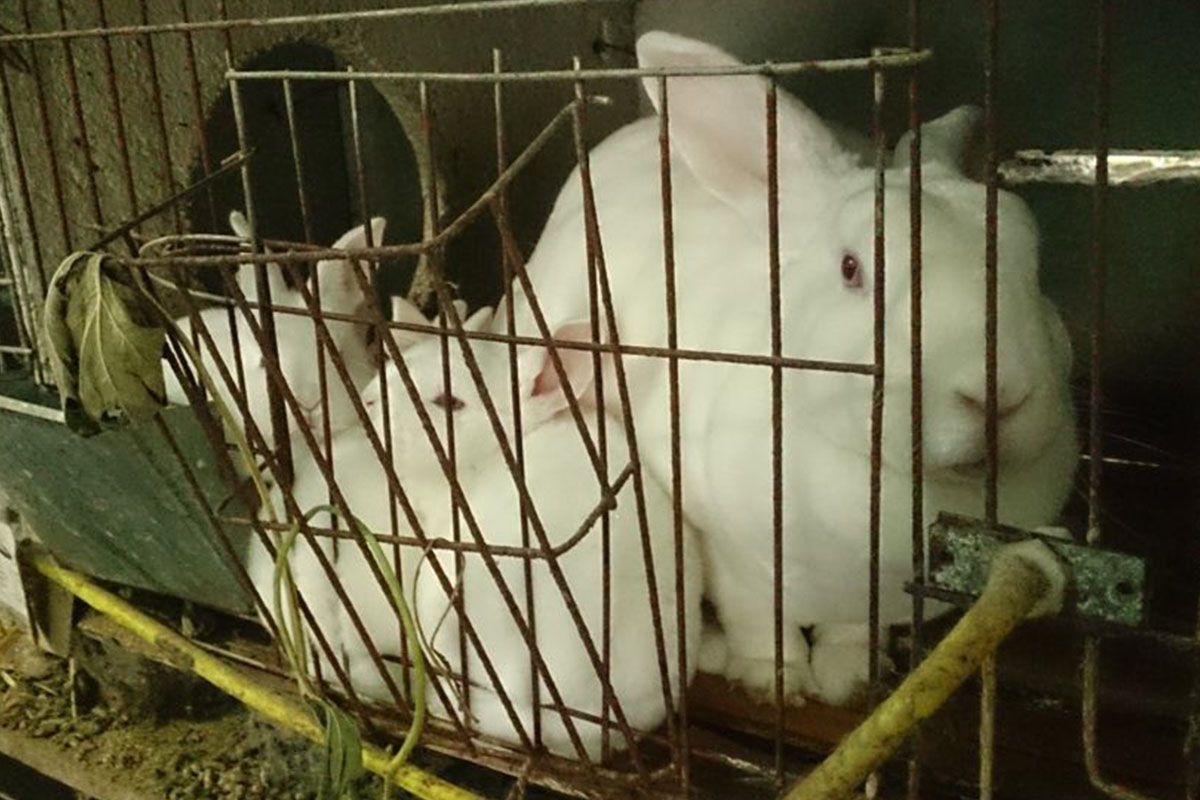 Weisse Kaninchen sind in einem kleinen Kaefig eingesperrt.