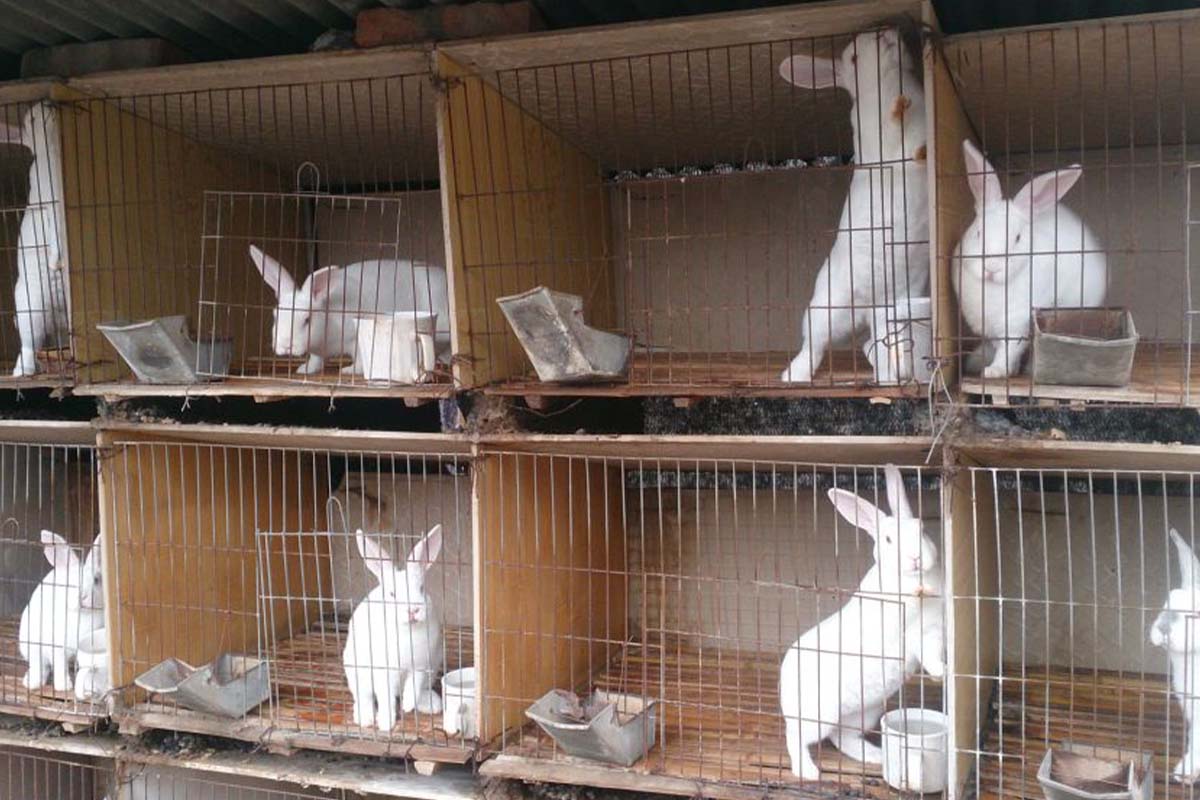 Weisse Kaninchen in Kaefigen.