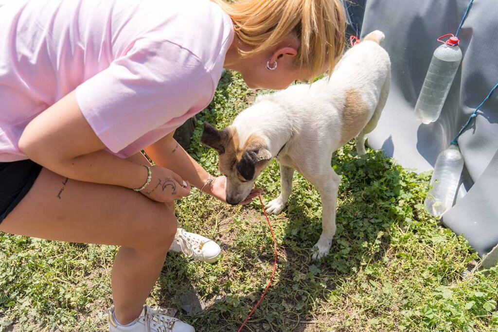 Frau füttert einen verletzten Hund.