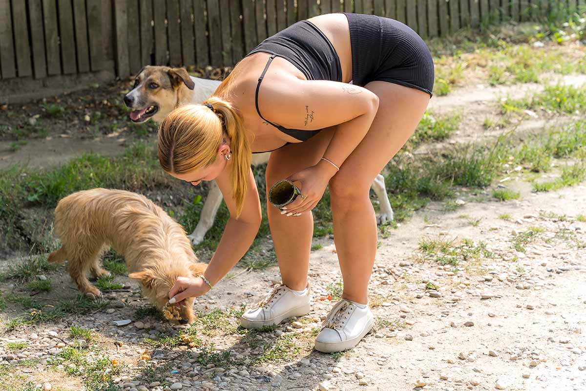Eine Frau füttert einen verletzten Hund.
