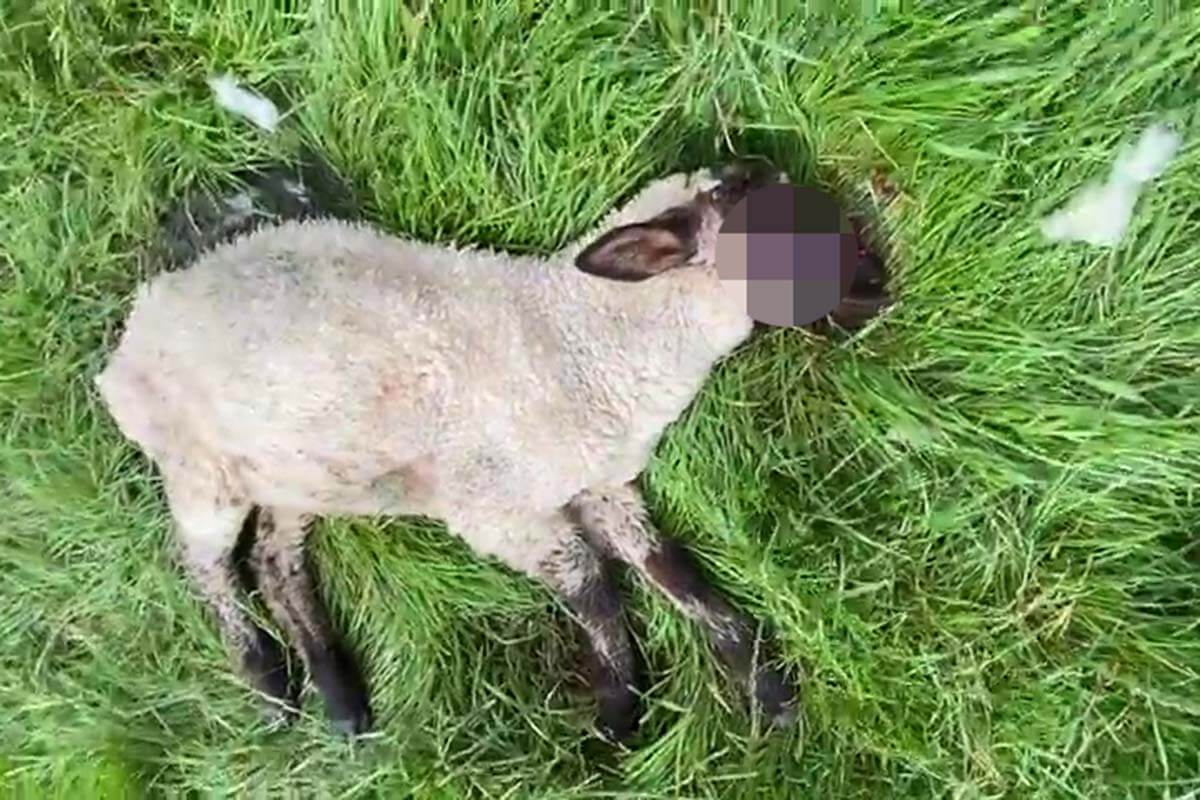 Anzeige: Landwirt lässt Schafe verwahrlosen, leiden und sterben