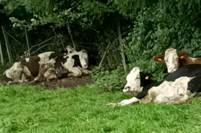 Rinder auf einer Weide