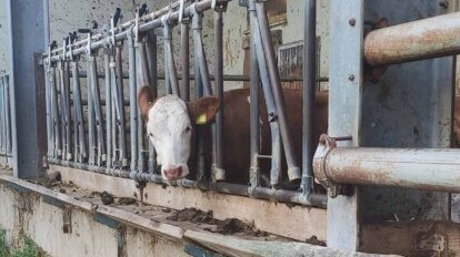 Kuh steckt mit ihrem Kopf in einem Gitter fest