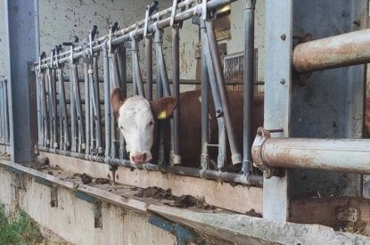 Kuh steckt mit ihrem Kopf in einem Gitter fest
