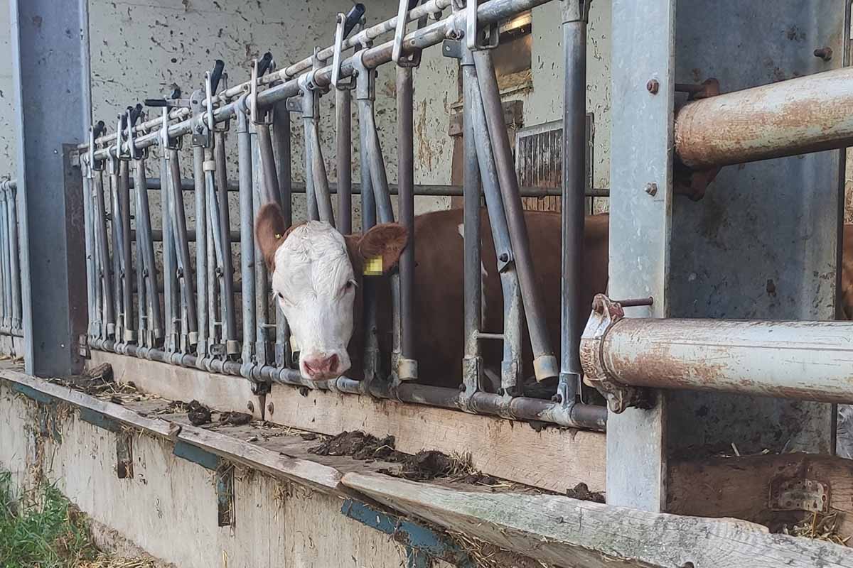 Hilflos: Kuh steckt 24 Stunden mit Kopf in Fanggitter fest