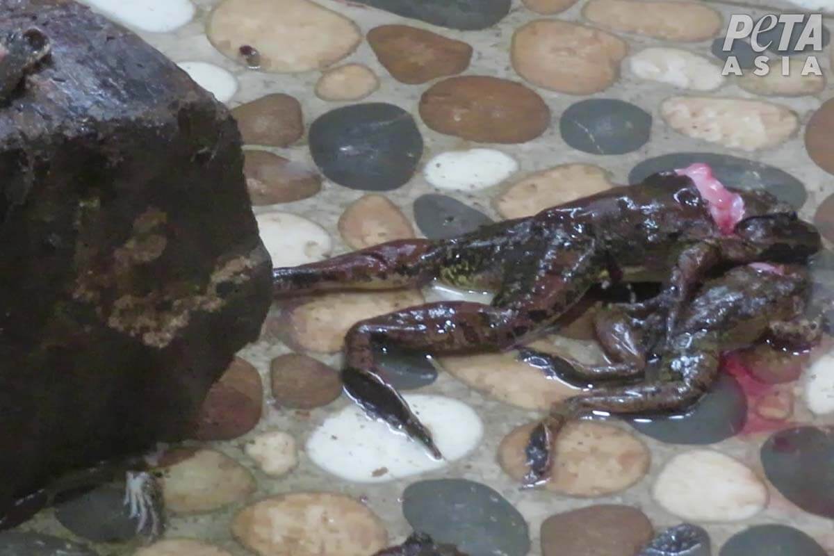 Ein toter Frosch liegt mit ausgestreckten Beinen auf dem Boden.