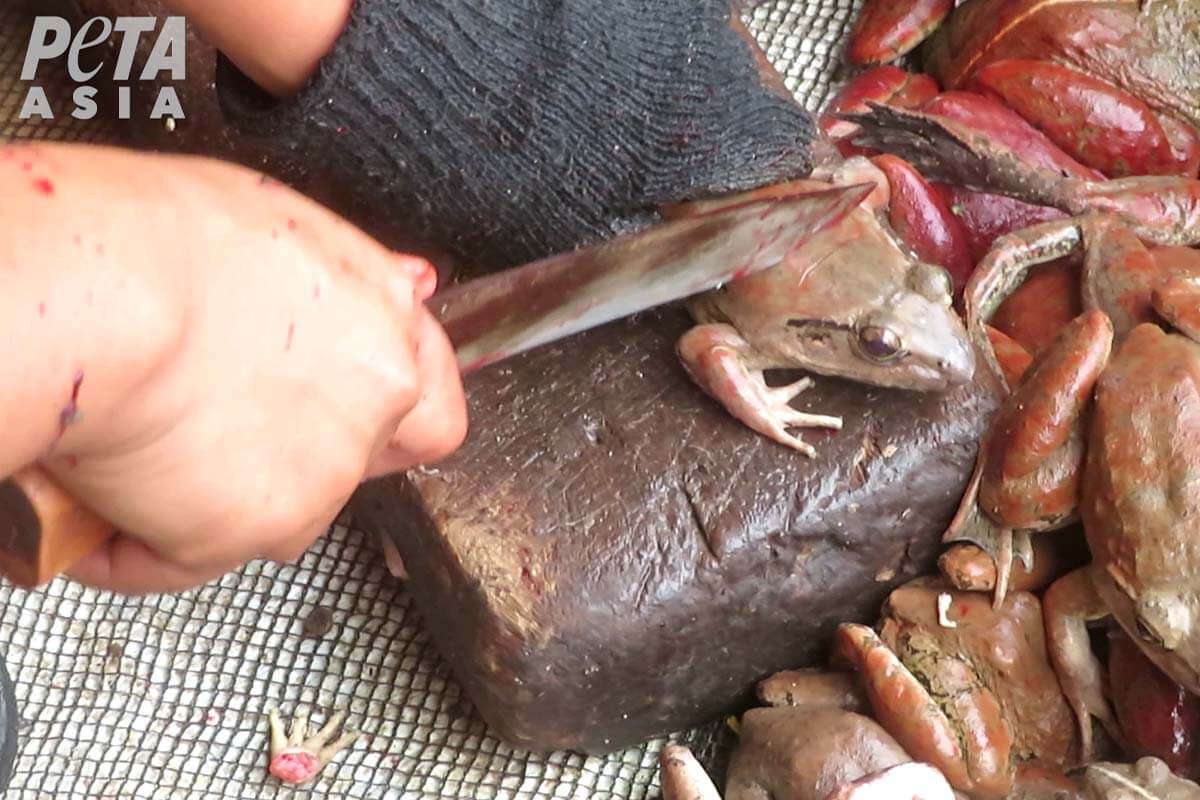 Eine Person setzt ein Messer an den Ruecken eines Frosches an, den er in der Hand haelt.