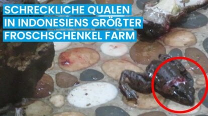 Thumbnail. Die schrecklichen Qualen in Indonesiens groesster Froschschenkelfarm. Ein toter Frosch liegt am Boden.
