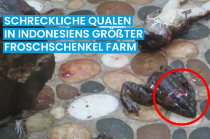 Thumbnail. Die schrecklichen Qualen in Indonesiens groesster Froschschenkelfarm. Ein toter Frosch liegt am Boden.