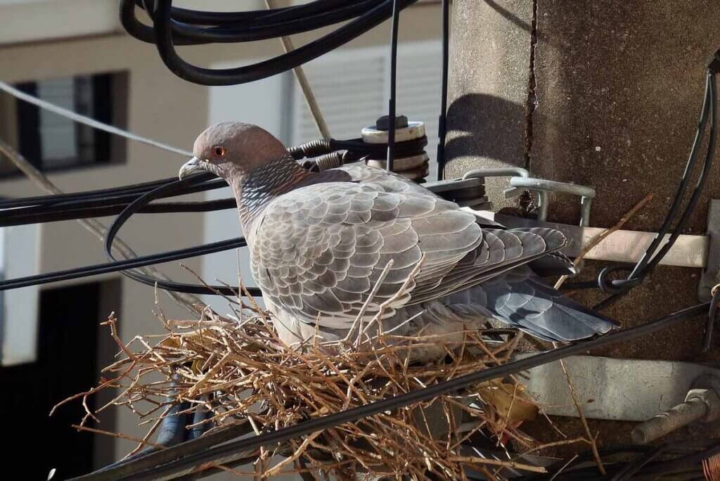 Taube sitzt auf einem Nest