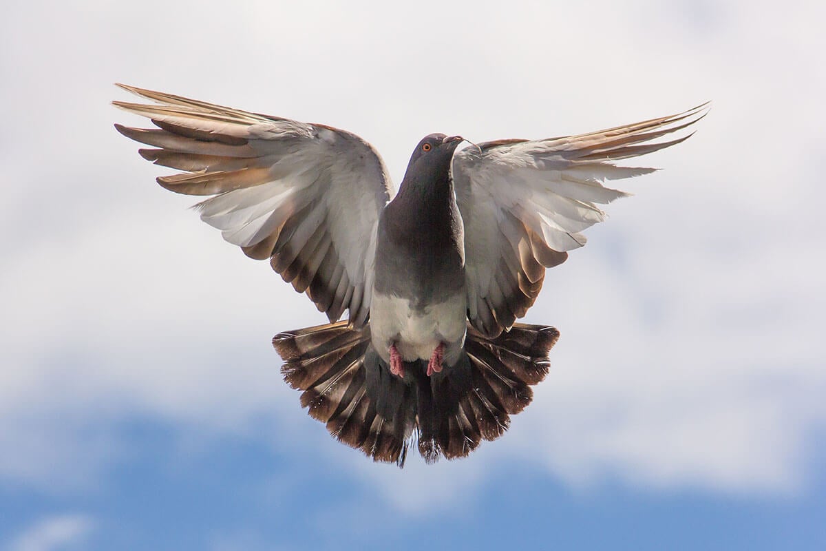 Die Taube – 11 faszinierende Fakten über die Vögel