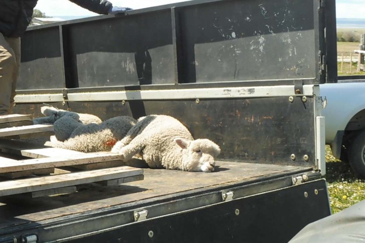Ein Schaf liegt gefesselt auf einem Transporter.