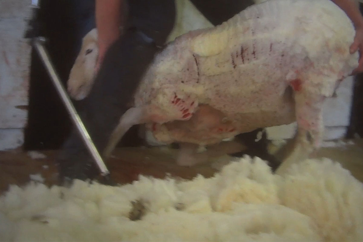 Ein Schaf wird an Kopf und Hintern gepackt. Es hat blutige Wunden von der Schur.