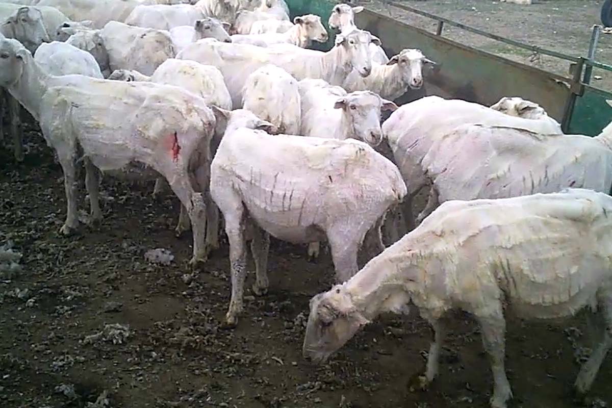 Geschorene Schafe mit blutigen Wunden.
