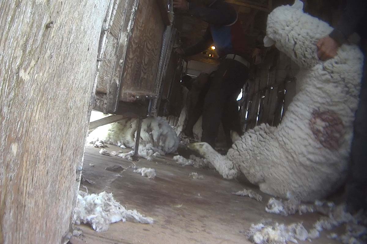 Ein Schaf wird bei der Schur am Hals gepackt und in die Luft gezerrt.