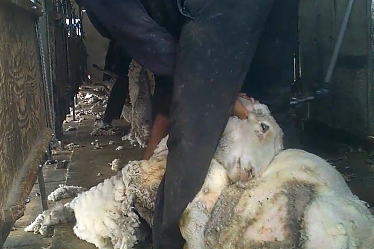 Ein Schaf wird bei der Schur zu Boden gedrueckt.