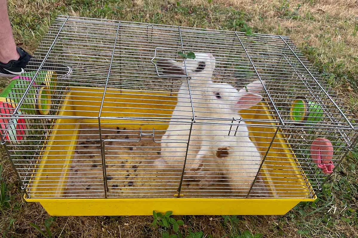 Achtung Kontrolle: PETA deckt auf und rettet zwei Kaninchen
