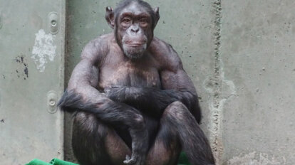 Schimpanse sitzt in einem Betongehege.