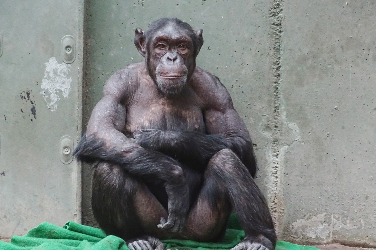 Außengehege jahrelang gesperrt: Schimpansen im Zoo Magdeburg reißen sich Haare aus