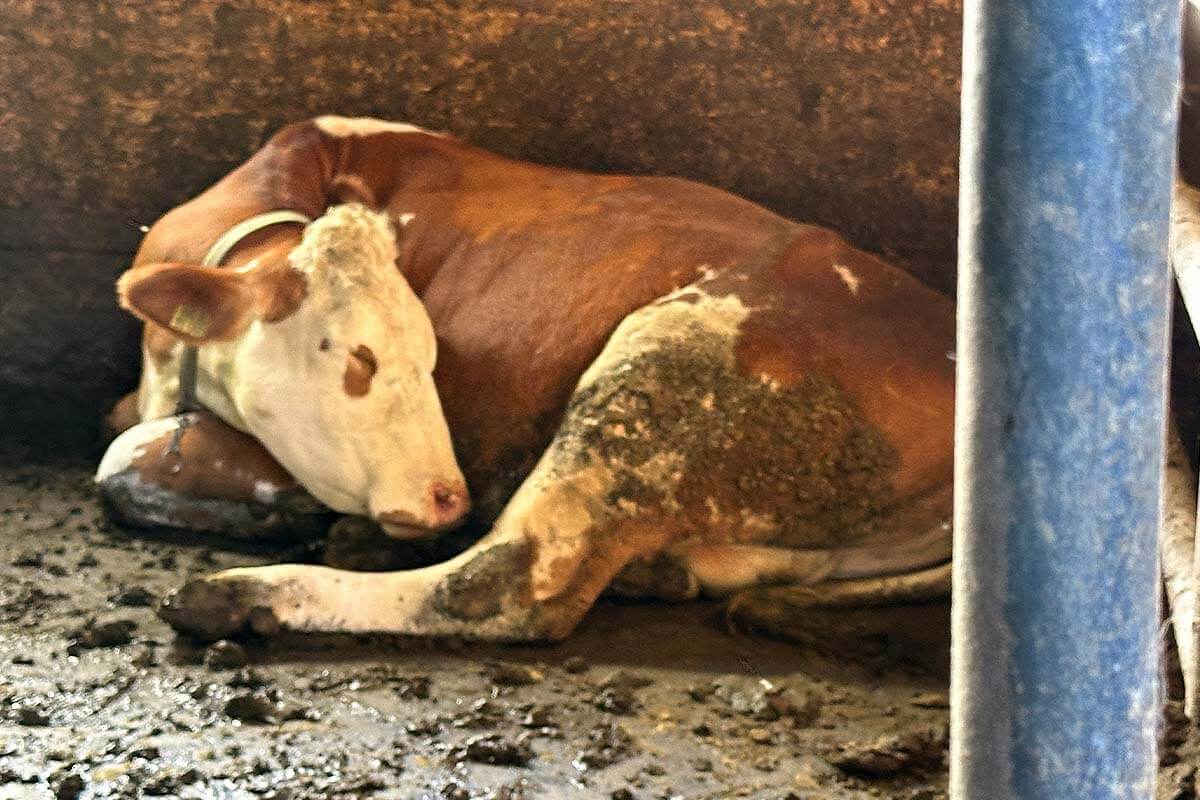 Eine braun-weiss gefleckte Kuh liegt auf ihren Hinterbeinen angekettet in einem verdreckten Stall.