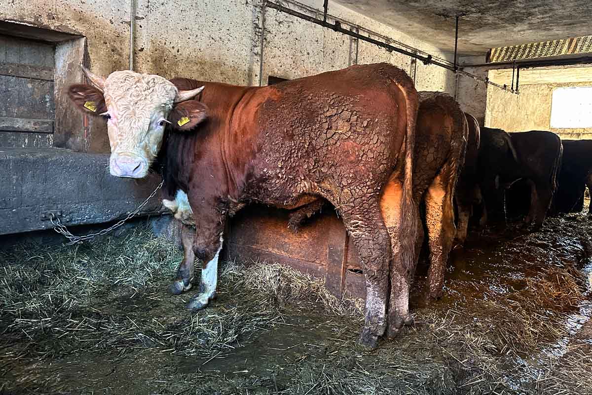 Gen Defekt Rinder Anbindehaltung in Sigmaringen: Rinder im Dreck festgekettet | St. Anne ...