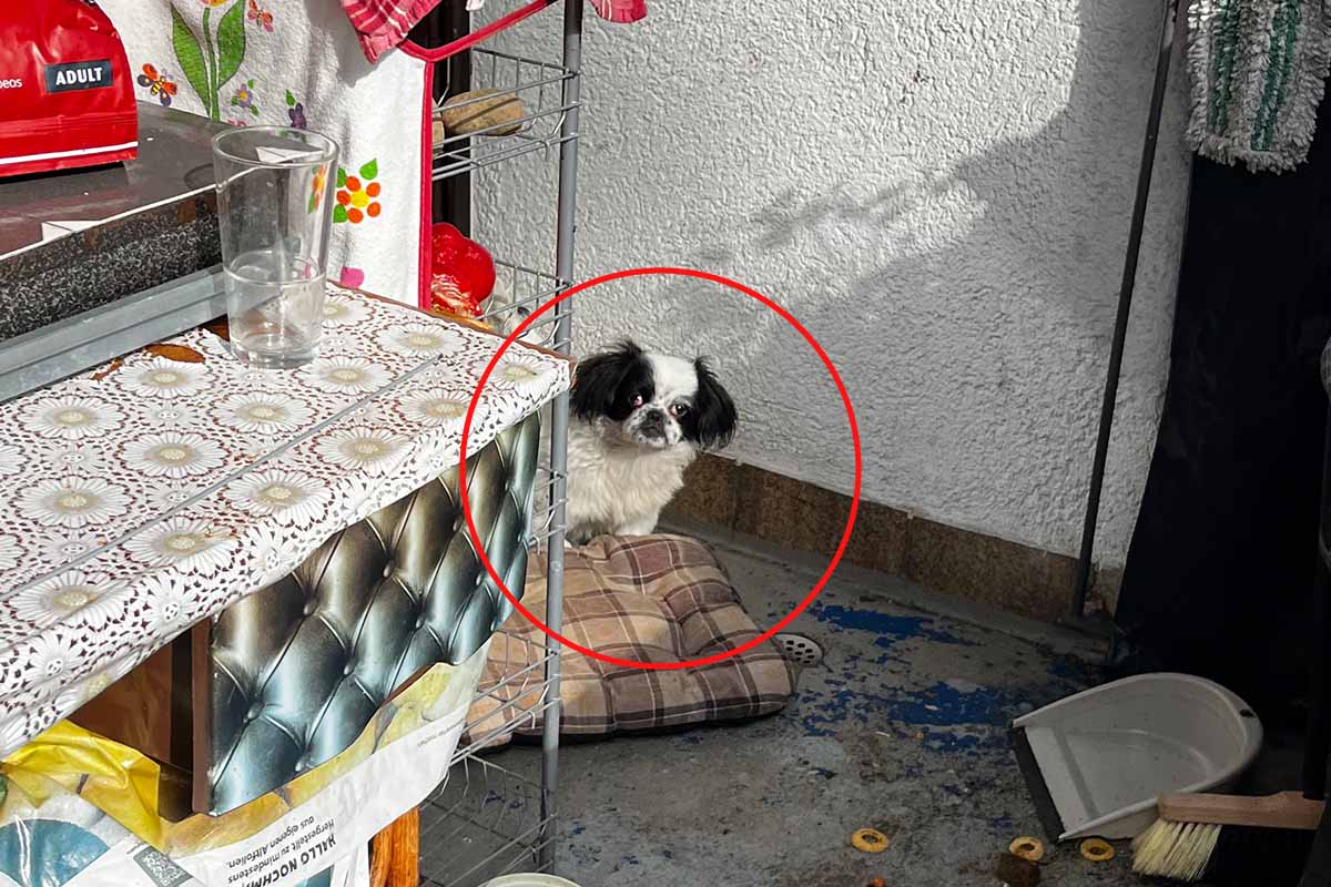 Update: Hund aus Haltung auf Balkon in Köln gerettet!