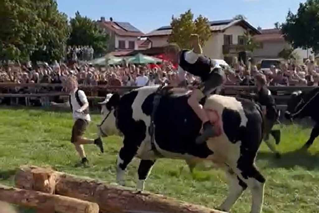 Una persona monta una vaca y otra corre delante de ella.