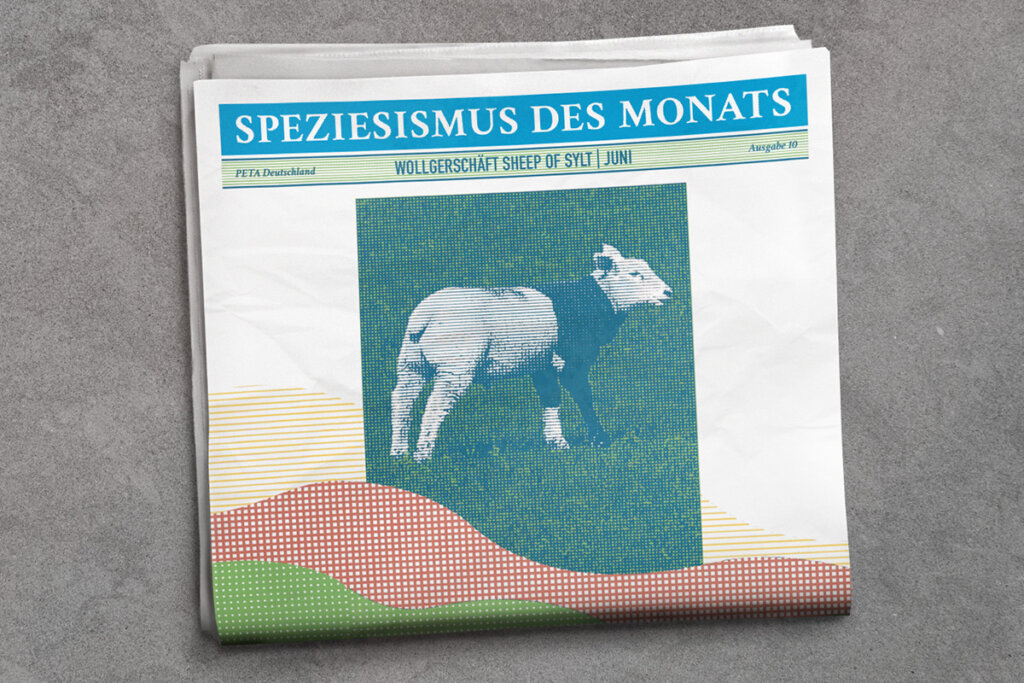 Grafik. Zeitung mit Titel Speziesismus des Monats. Sheep of Sylt