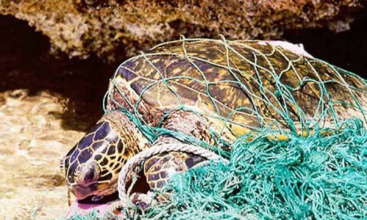 Eine Schildkroete haengt in einem Geisternetz im Meer.
