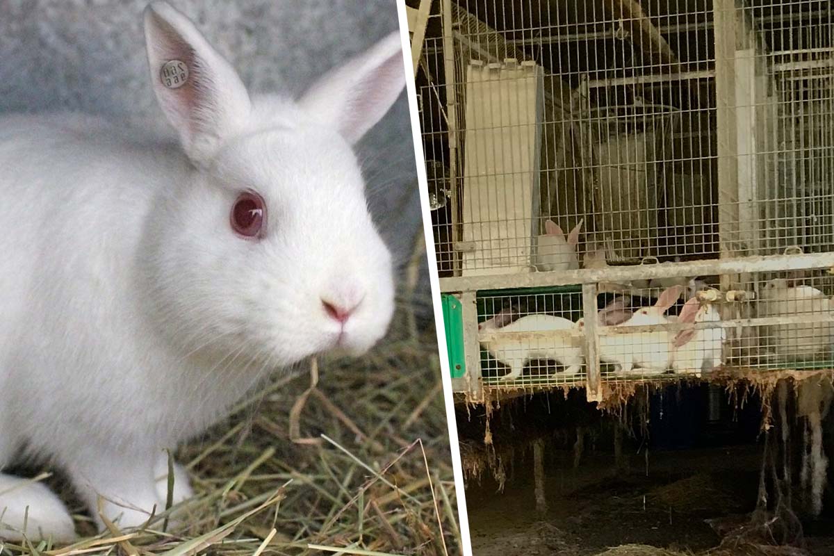 Bayerisches Staatsministerium finanziert Lehrgänge zum Töten von Kaninchen