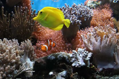 Ein gelber Fisch und Clownsfisch schwimmen in Korallen.