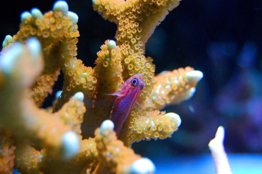 Ein kleiner roter Fisch schwimmt zwischen gelben Korallen im Aquarium.