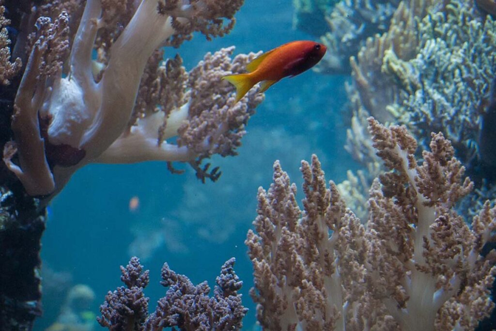 Ein oranger Fisch schwimmt zwischen beigen Korallen durch im Aquarium.