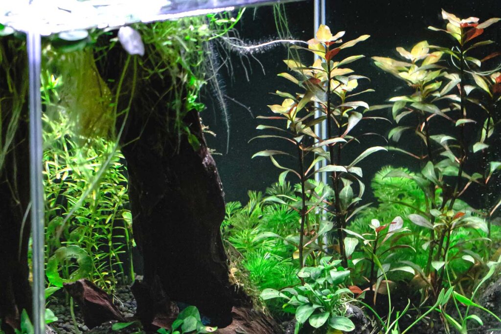 Diverse gruene Pflanzen in einem Nano-Aquarium.