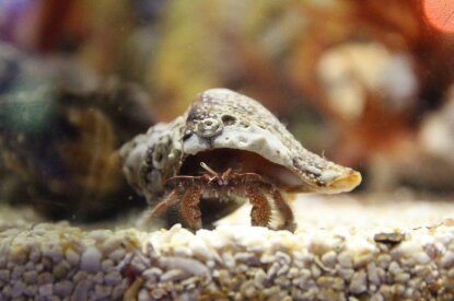 Eine Krabbe mit Muschel auf dem Ruecken steht auf Kies in einem Nano-Aquarium.