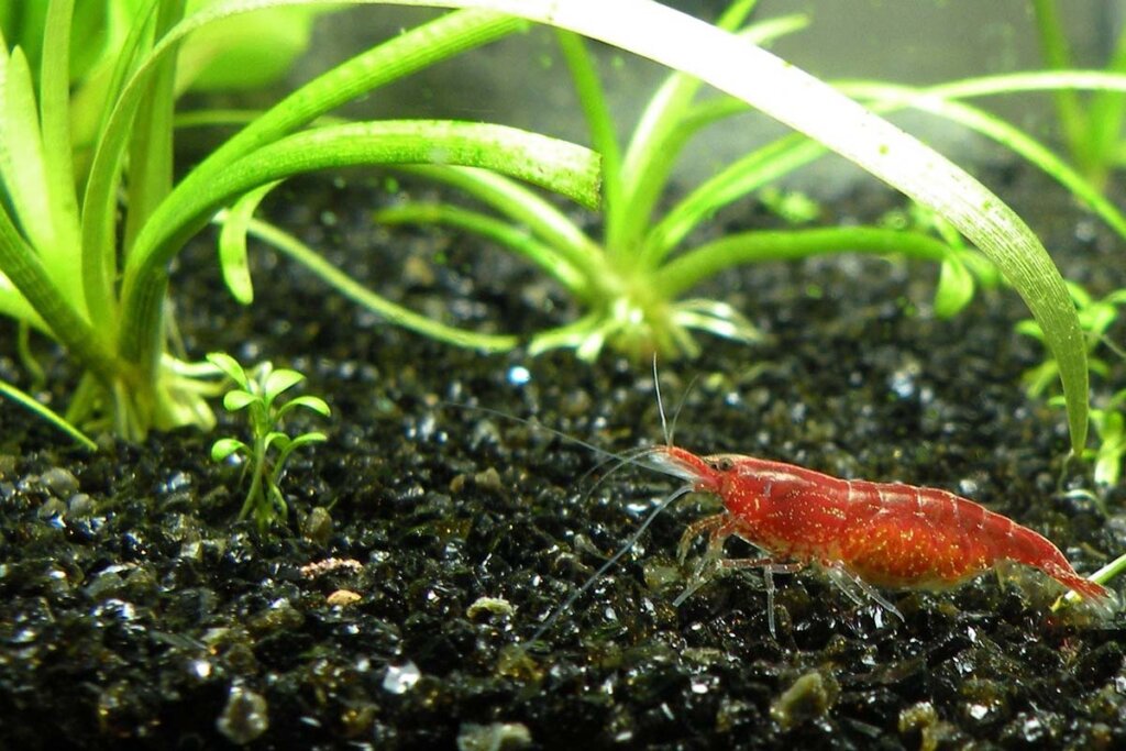 Eine rote Garnele steht auf schwarzem Kies in einem Nano-Aquarium.