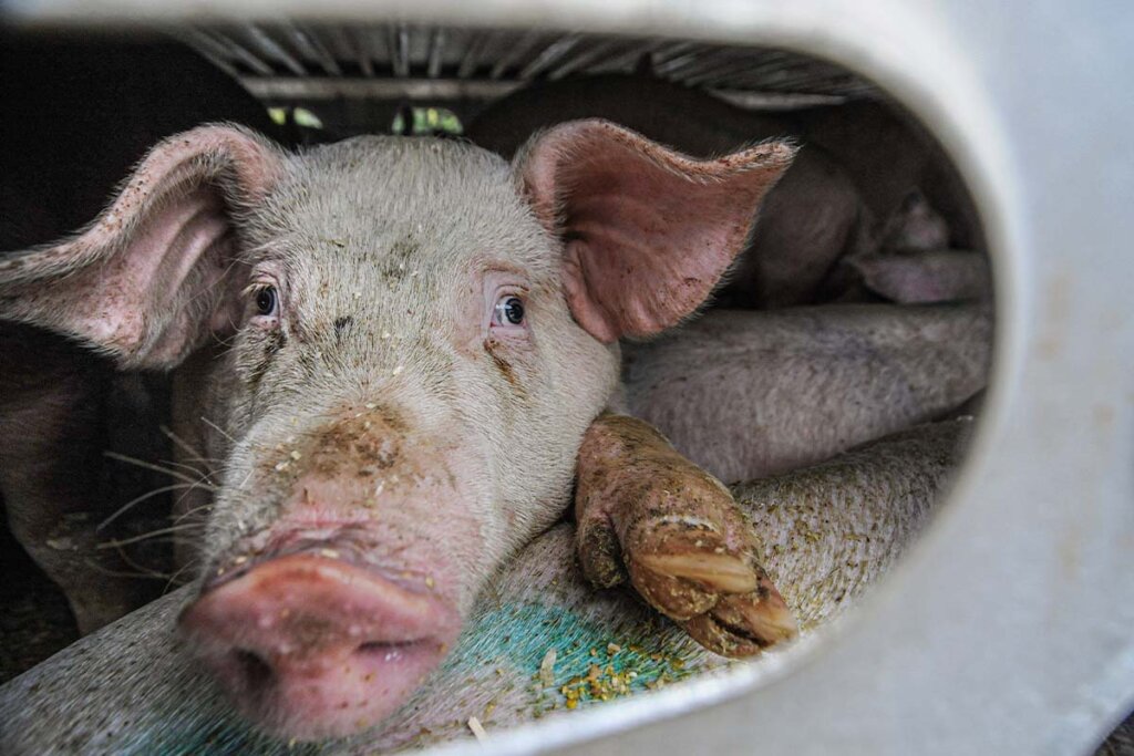 Schweine stehen eng an eng in einem Transporter. Ein Tier schaut heraus.