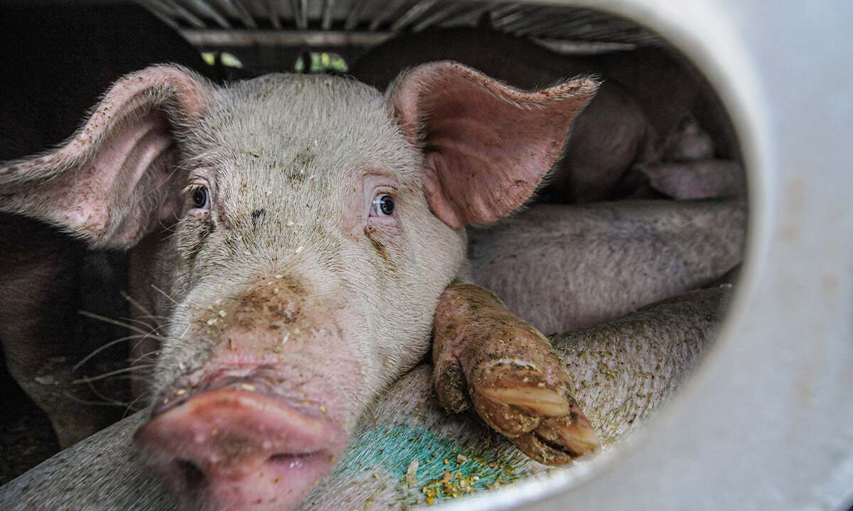Schweine stehen eng an eng in einem Transporter. Ein Tier schaut heraus.