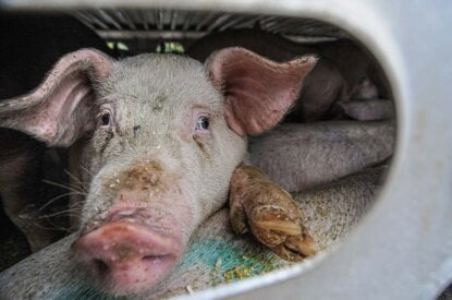 Tierausbeutung abschaffen: Ausstiegsplan für eine tierfreie Landwirtschaft