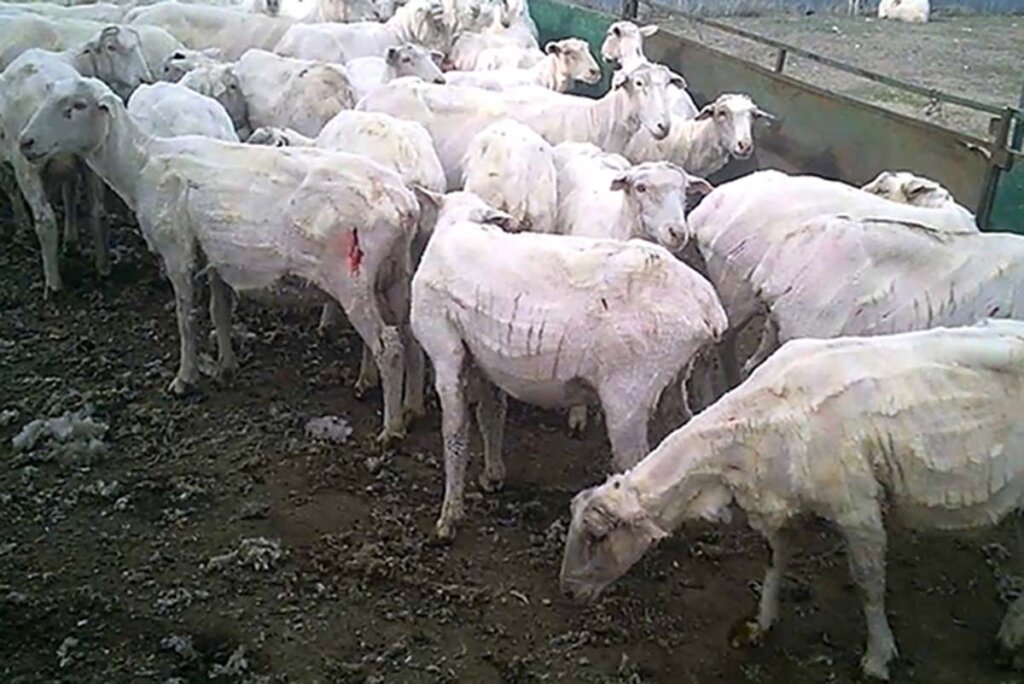Geschorene Schafe mit blutigen Verletzungen