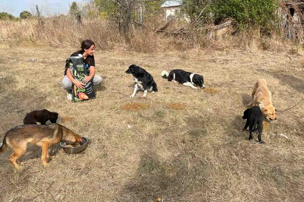 Eine Gruppe von Hunden steht auf einem Feld mit einer Frau.