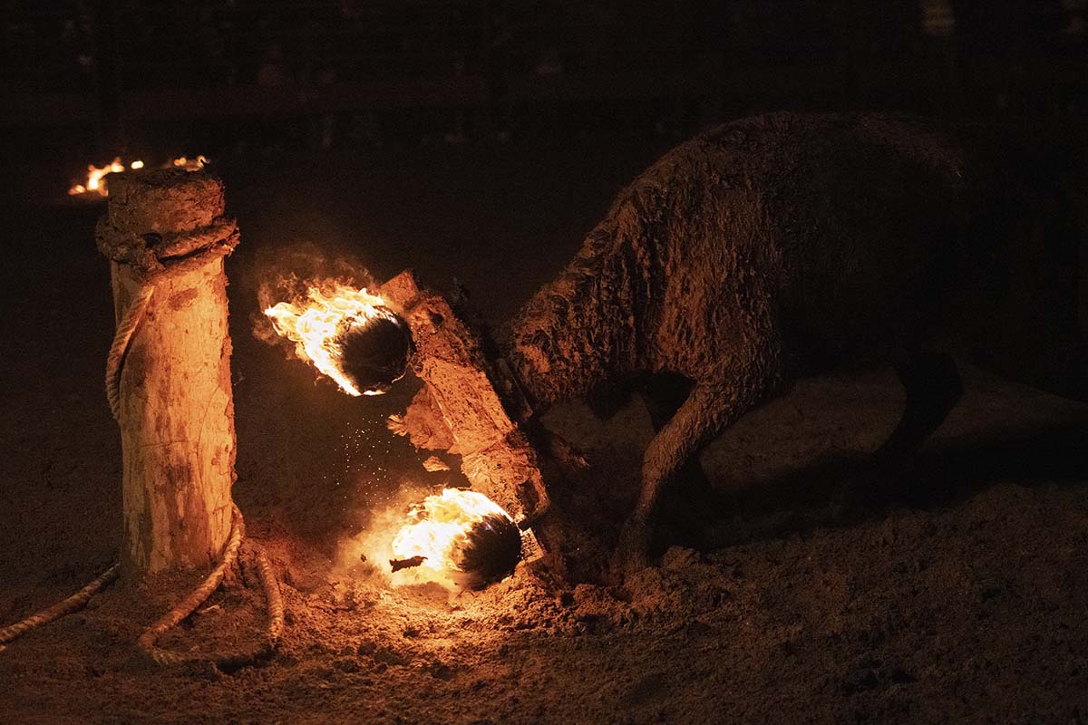 Tauro sufre en el festival “Toro de Fuego” 2023 en Medinaceli