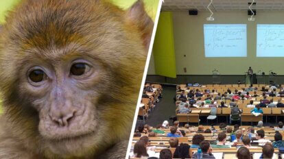 Collage Affe und Lehrsaal