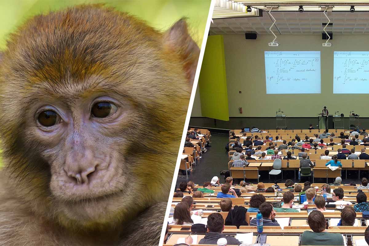 Collage Affe und Lehrsaal
