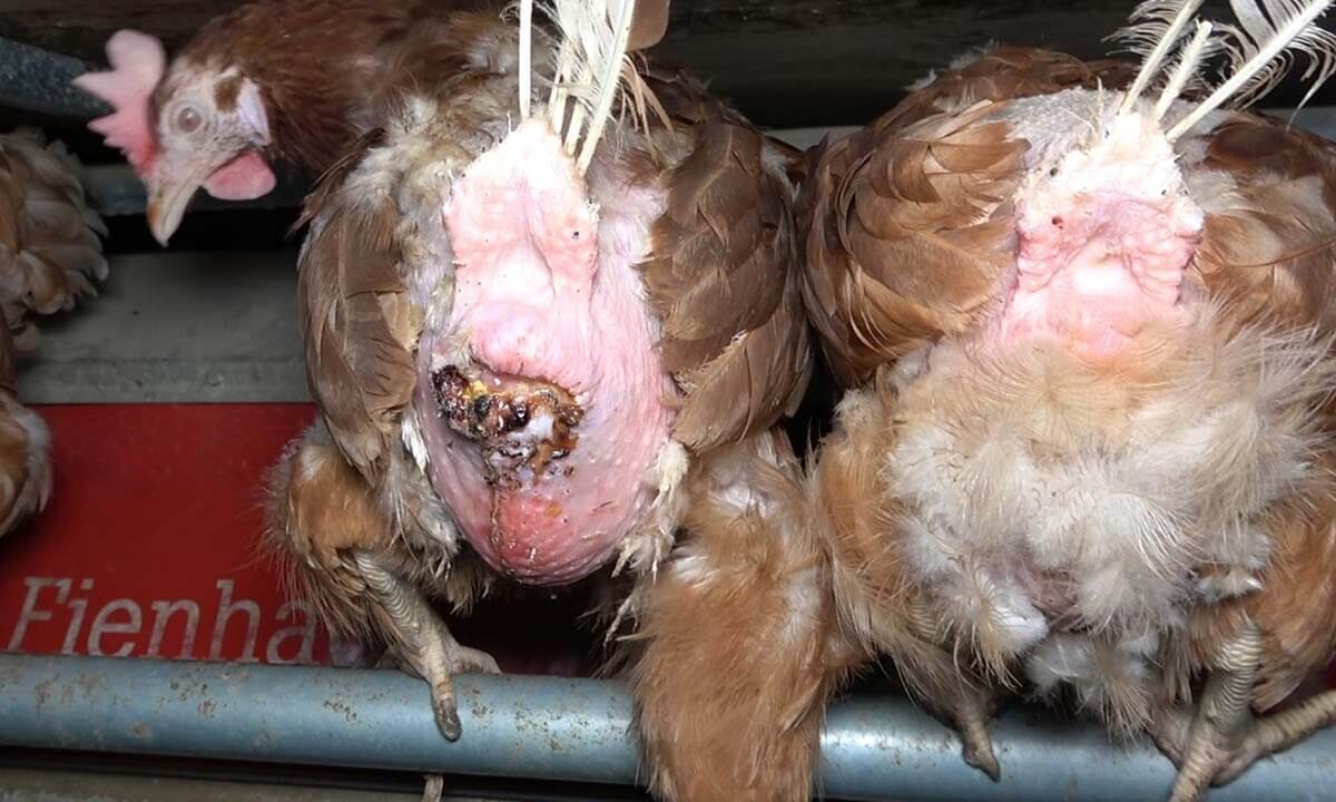 Huhn verletzt