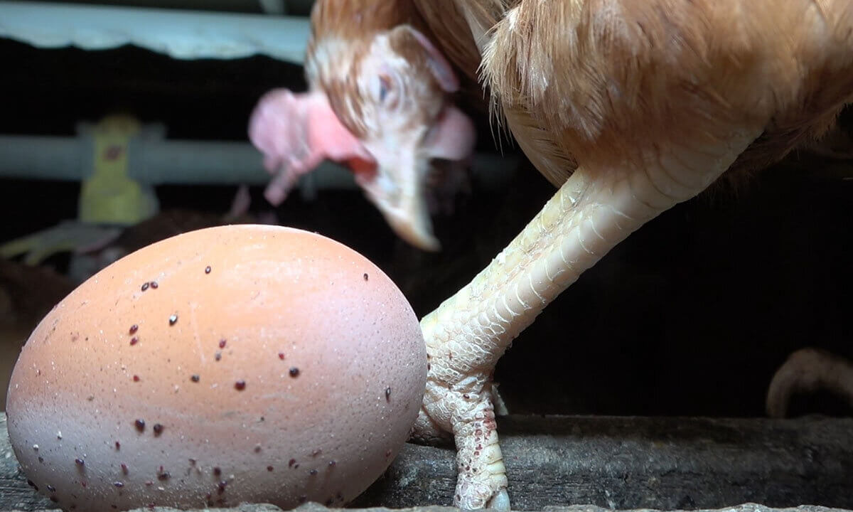 Huhn und Ei