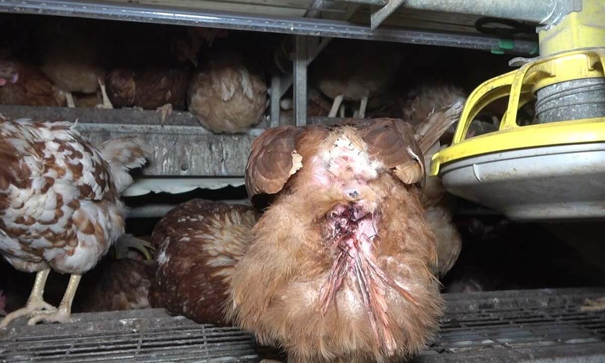 Verletztes Huhn