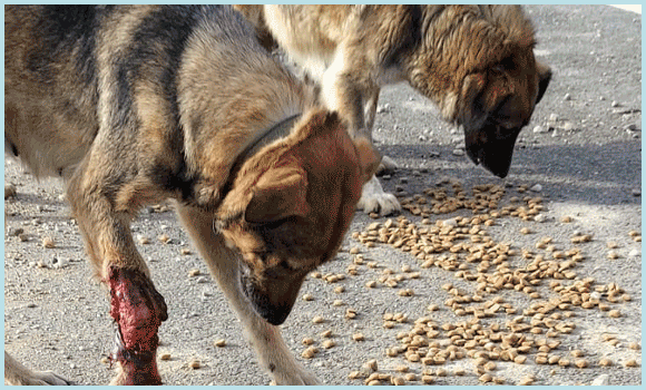 Hungrige, heimatlose und vernachlässigte Tiere: Die Mitarbeitenden vor Ort versorgen täglich geschwächte Tiere, die auf der Straße kaum noch Nahrung finden und stark abgemagert sind oder an anderen Erkrankungen leiden